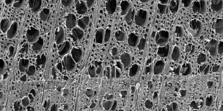 View of Microscopic Pore Structure of Wood