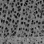 Microscopic Pore Structure of Wood